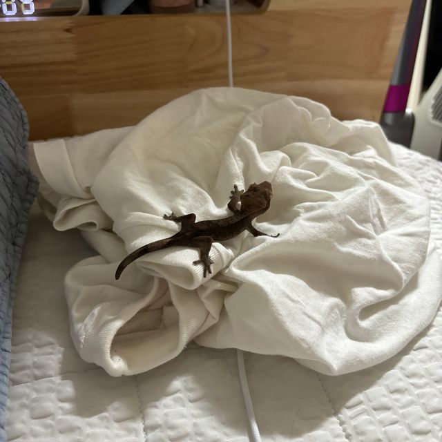 챠콜
