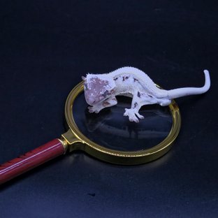 메타(선주라인)