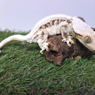 리프