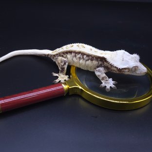 블랑(레이지라인)