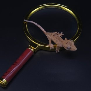 레드 슈퍼달마시안