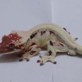 메타몽