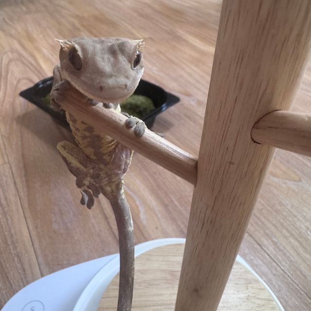 노멀 세이블 화이트포트홀