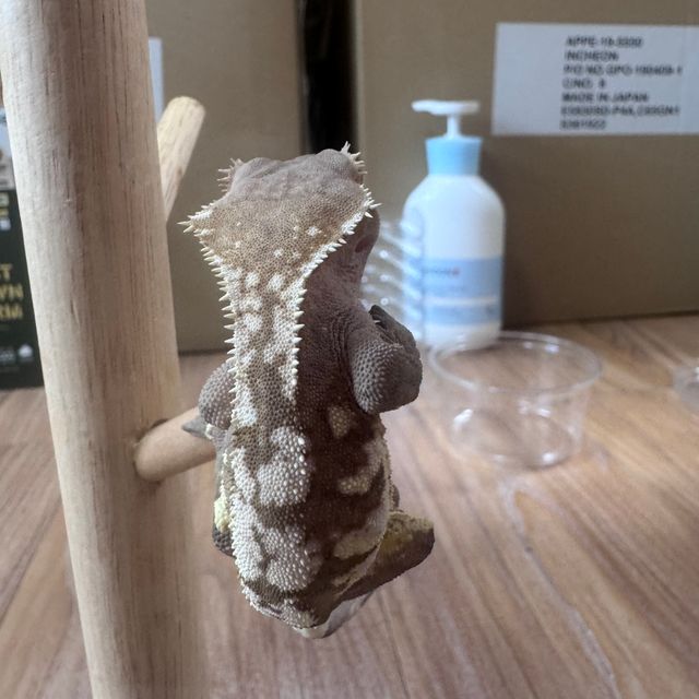 노멀 세이블 화이트포트홀