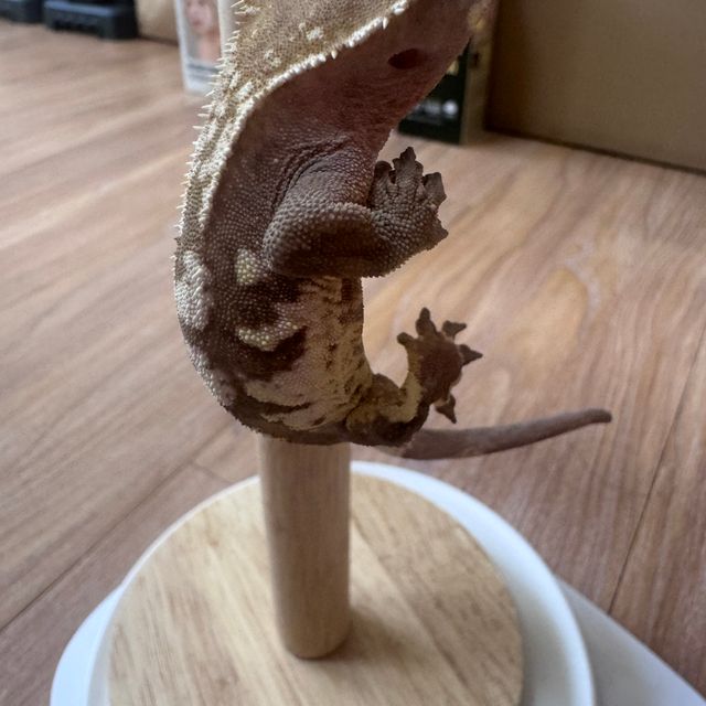 노멀 세이블 화이트포트홀