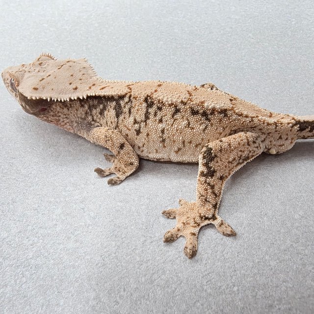 노멀 드리피 화이트스팟