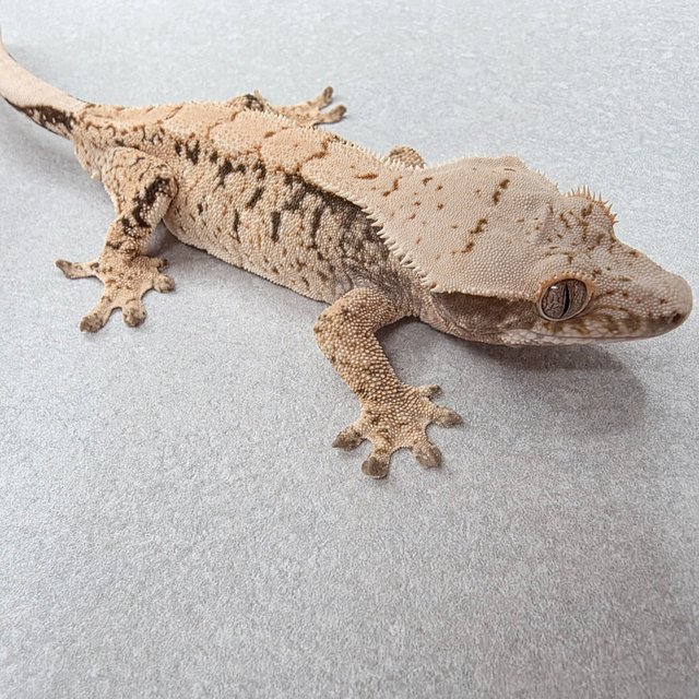 노멀 드리피 화이트스팟