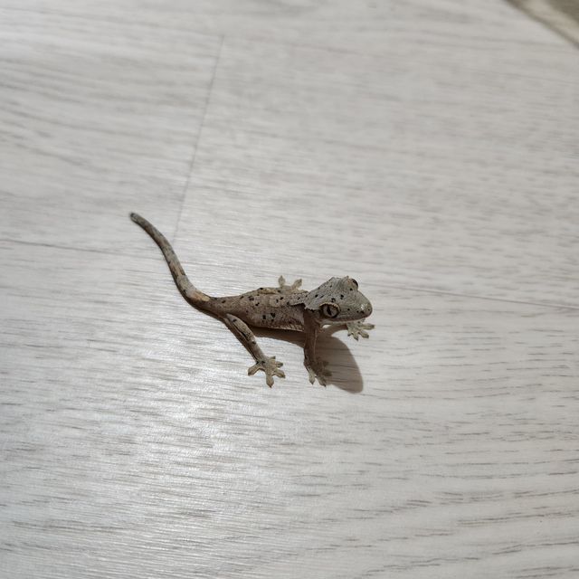 달마시안