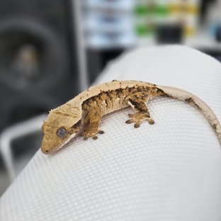 노멀 익스트림할리퀸 트라이