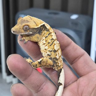 트라이 익스트림할리퀸