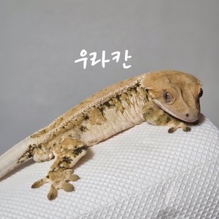 우라칸