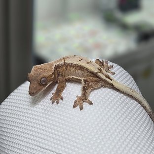 세이블 드리피 화이트스팟