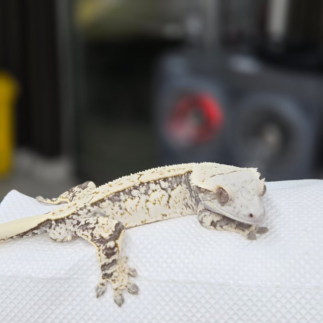 노멀 드리피 화이트스팟