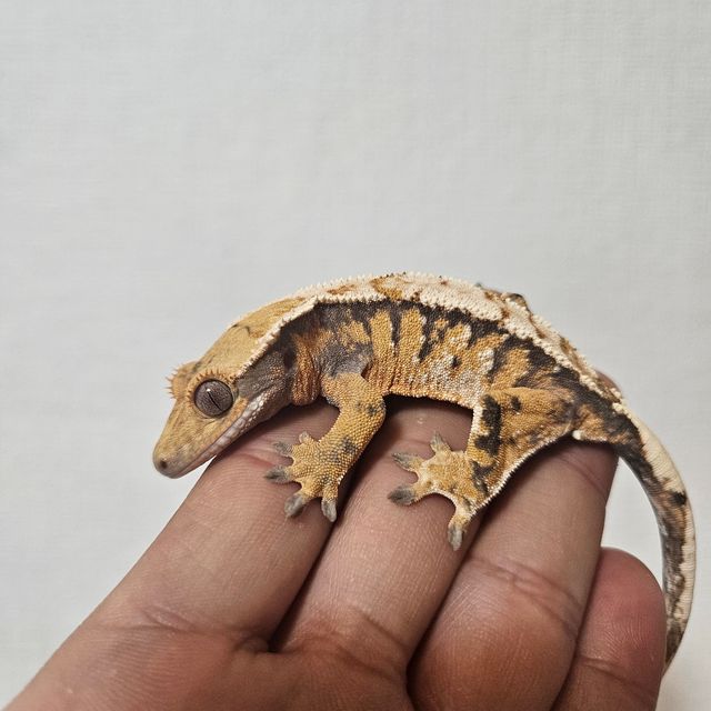 트라이 익스트림할리퀸 바브