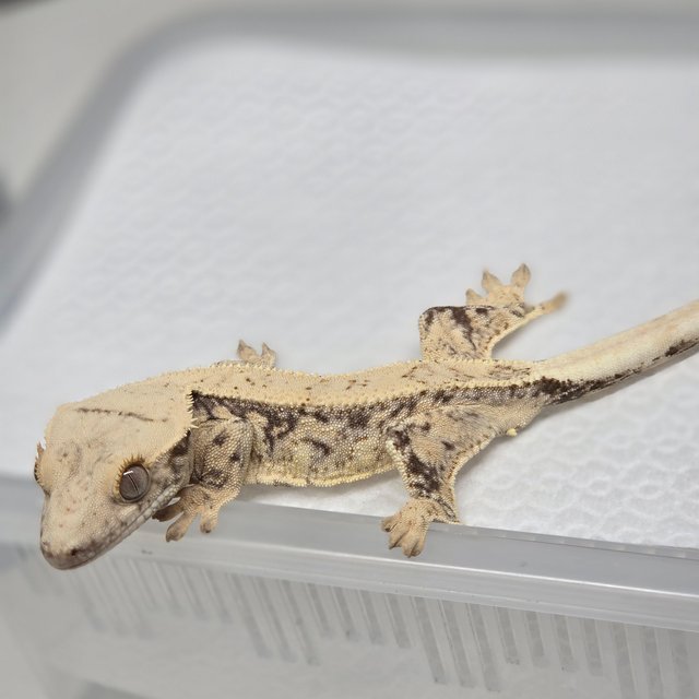 노멀 드리피 풀핀 화이트스팟