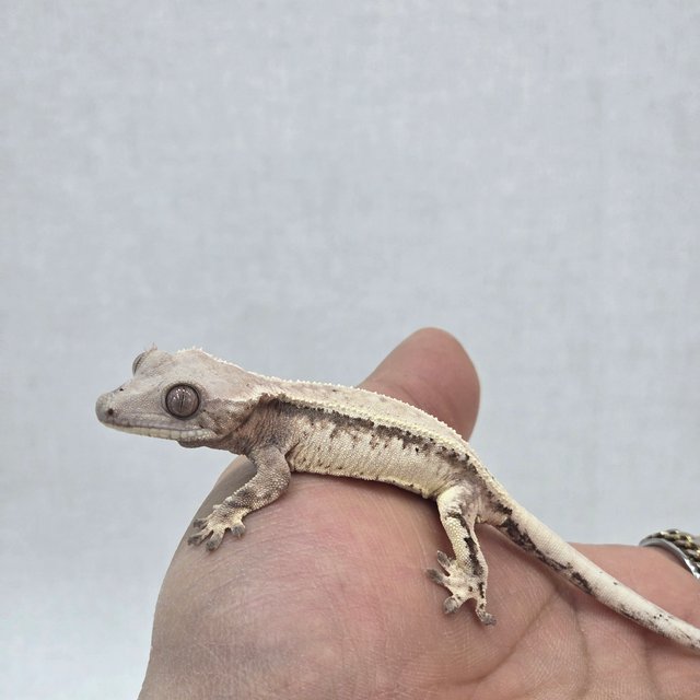 세이블 드리피 솔리드백