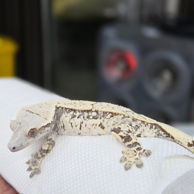 노멀 드리피 화이트스팟