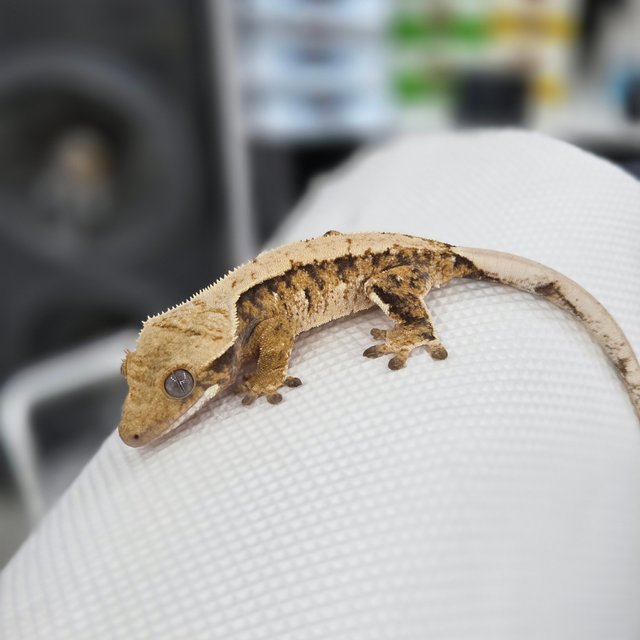 노멀 익스트림할리퀸 트라이