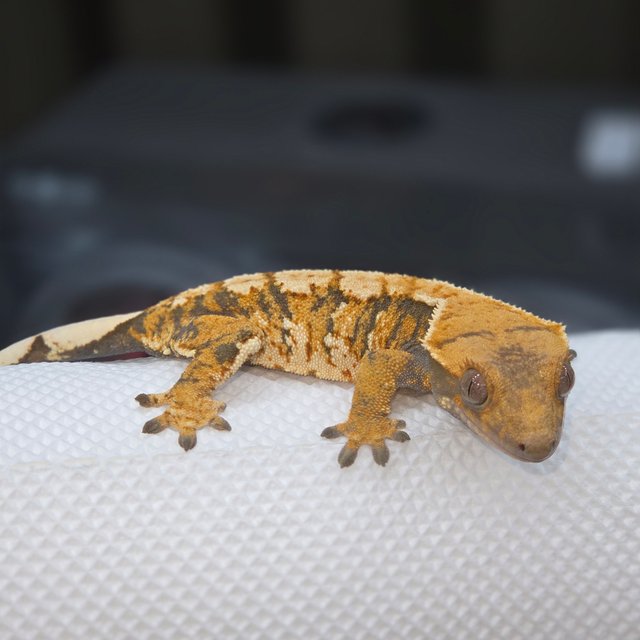 트라이 익스트림할리퀸