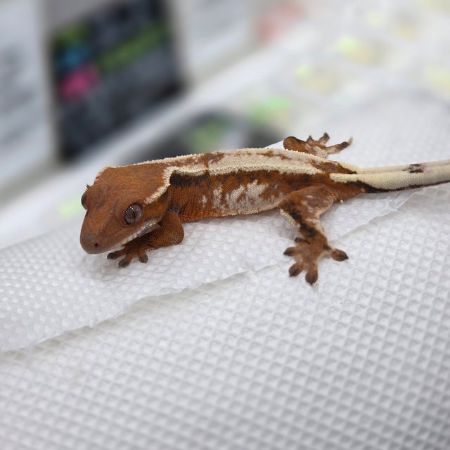 세이블 텐저린 화이트핀