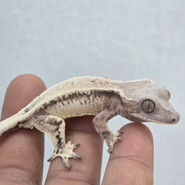 세이블 드리피 솔리드백