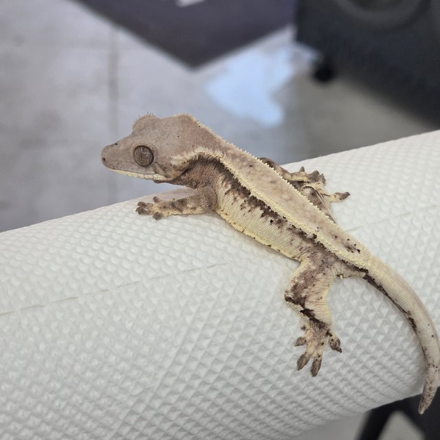 세이블 드리피 솔리드백