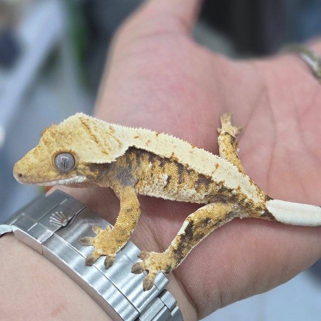 노멀 익스트림할리퀸 트라이