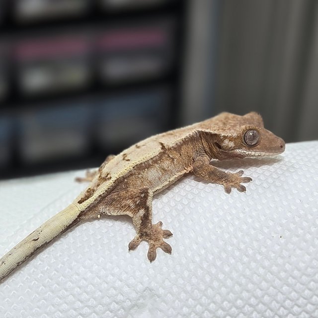 세이블 드리피 화이트스팟