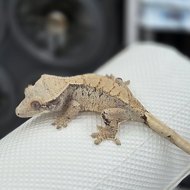 노멀 화이트스팟 드리피