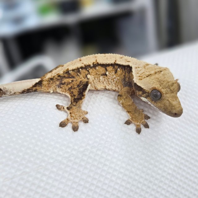 노멀 익스트림할리퀸 트라이