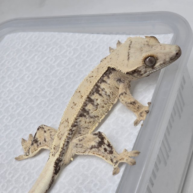 노멀 드리피 풀핀 화이트스팟