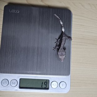 아잔틱