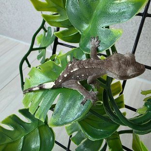 아잔틱 화이트포트홀