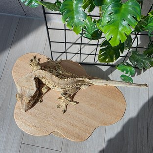 노멀 익스트림할리퀸 화이트스팟