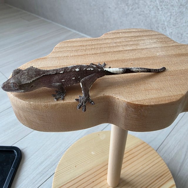 아잔틱 화이트포트홀