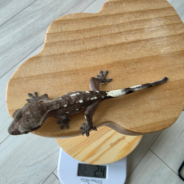 아잔틱 화이트포트홀