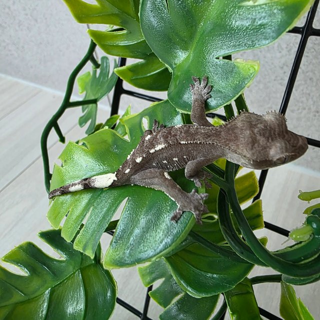 아잔틱 화이트포트홀