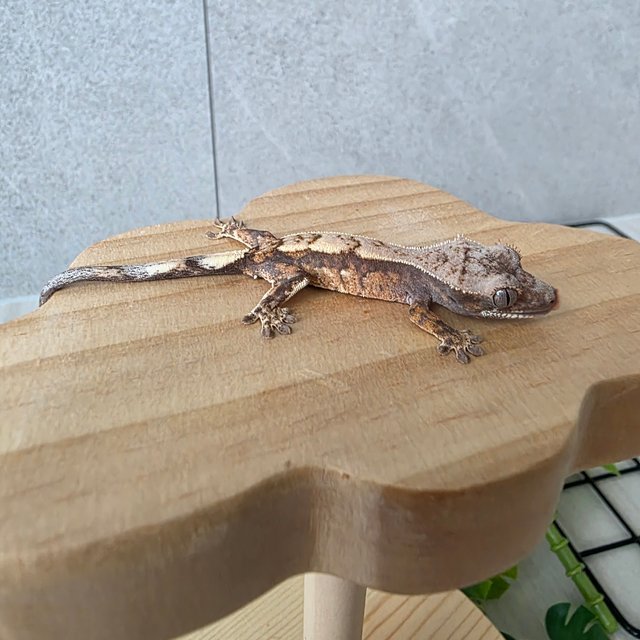 화이트포트홀 세이블