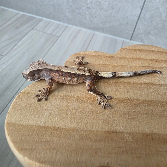 화이트포트홀 세이블