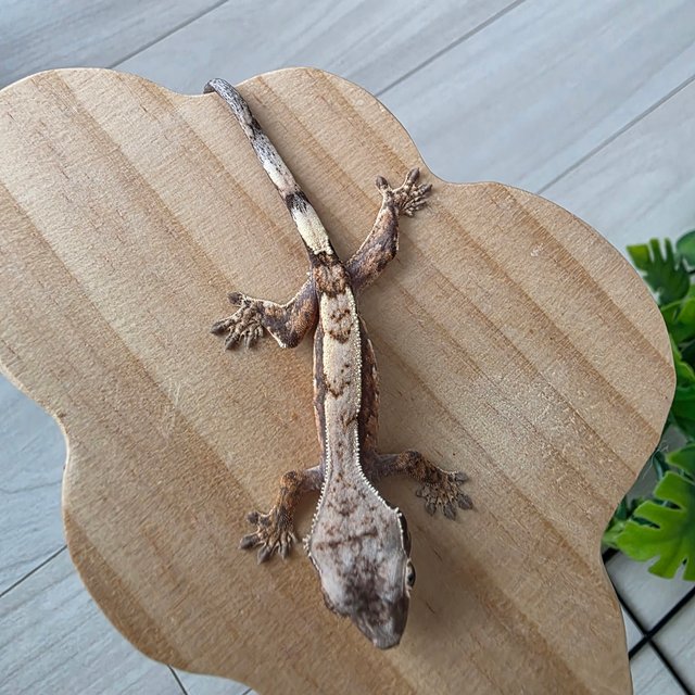 화이트포트홀 세이블