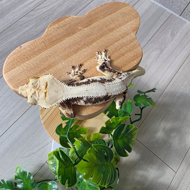 릴리화이트 드리피 화이트스팟