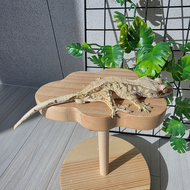 노멀 익스트림할리퀸 화이트스팟