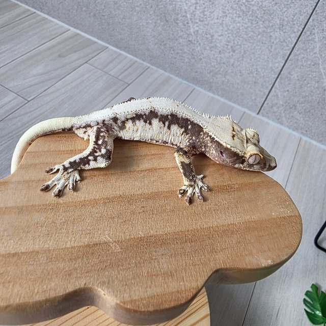 릴리화이트 드리피 화이트스팟