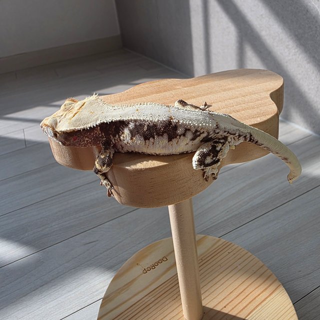 릴리화이트 드리피 화이트스팟