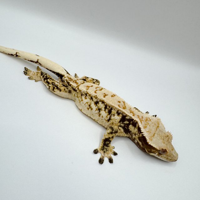 노멀 트라이 드리피 화이트스팟 쿼드