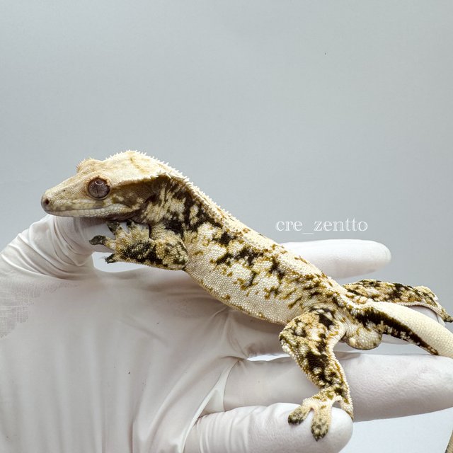 노멀 트라이 드리피 화이트스팟 쿼드