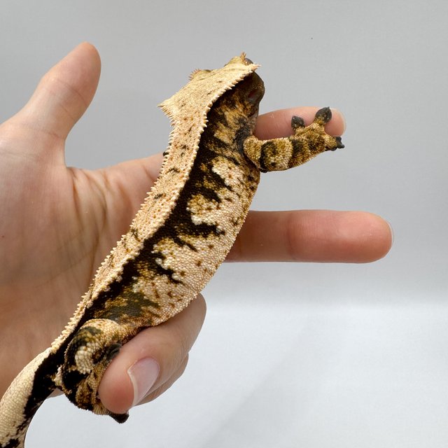 노멀 트라이 익스트림할리퀸 바브