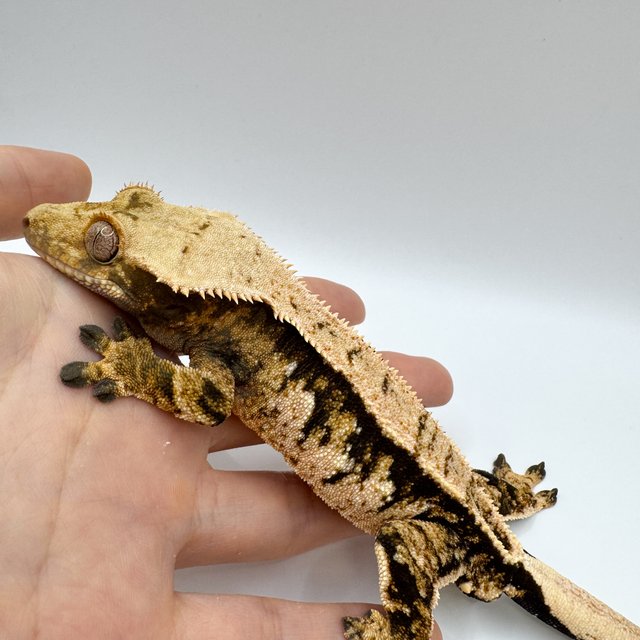 노멀 트라이 익스트림할리퀸 바브