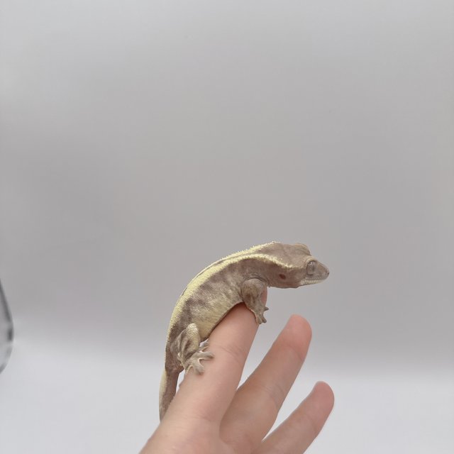 슈퍼세이블 릴리