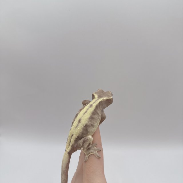 슈퍼세이블 릴리
